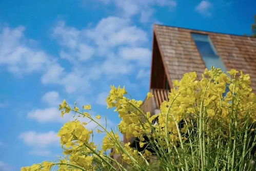 睡進至美樹屋，驚艷一整個春天 鼻祖級油菜花海之旅