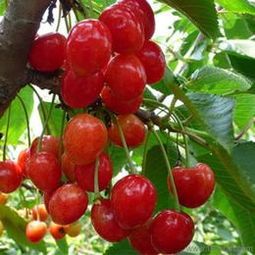 匠心傳承，綠意盎然 探訪山東泰安開發區森林木苗木中心盆景藝術