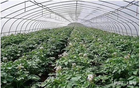 科技賦能，高效栽培 產量倍增、上市提前的盆景蔬菜種植新模式