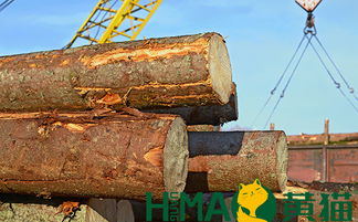 黃貓木業 以匠心與自然共筑健康環保家居，盆景為生活點睛