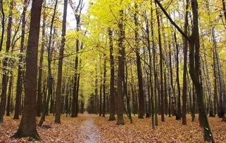 2017年農村征地補償新政策 菜田地補償標準最高，花卉用地如何認定？